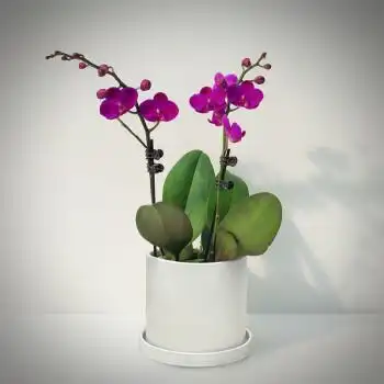 蝴蝶兰好养兰花洋兰年宵花绿植花卉小盆栽容易复花花期超长两颗满天红