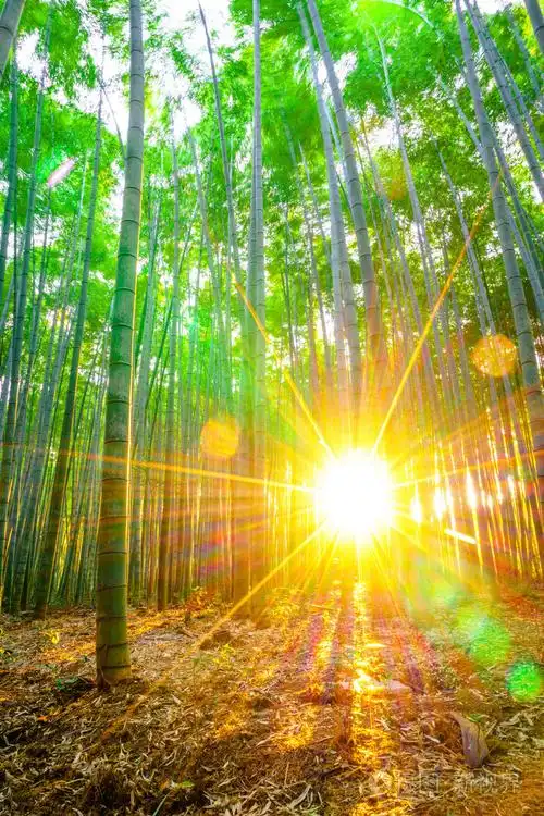 竹林与阳光明媚的早晨