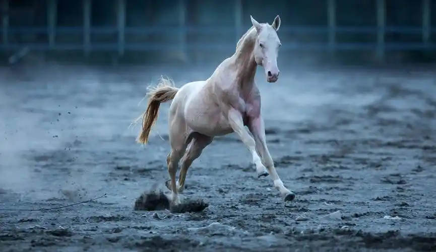 传闻中的汗血宝马原来长这样