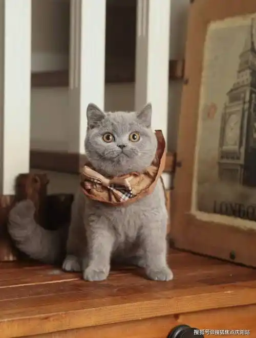 武汉买英短蓝猫首页网站(武汉硚口区)哪里可以买到品相好的英短蓝猫