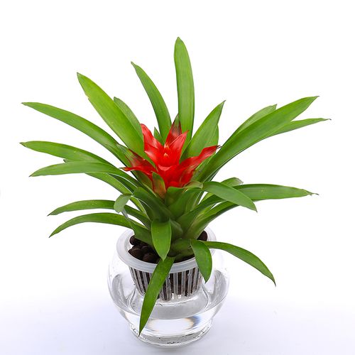 水培红掌盆栽小红星盆栽 凤梨盆栽 铁兰盆栽水培植物创意桌面盆景