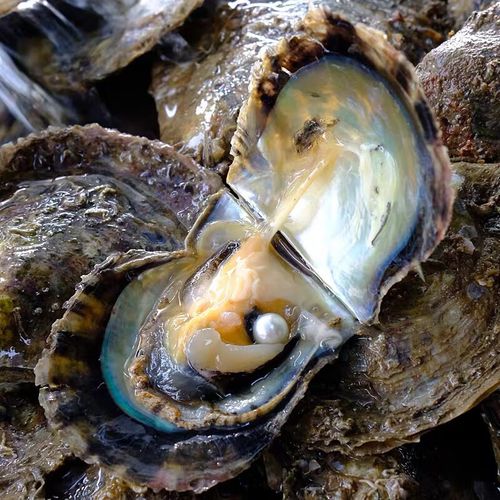 甘夏 aoya海水珍珠蚌自己开 马氏贝大河蚌寄蚌自己开