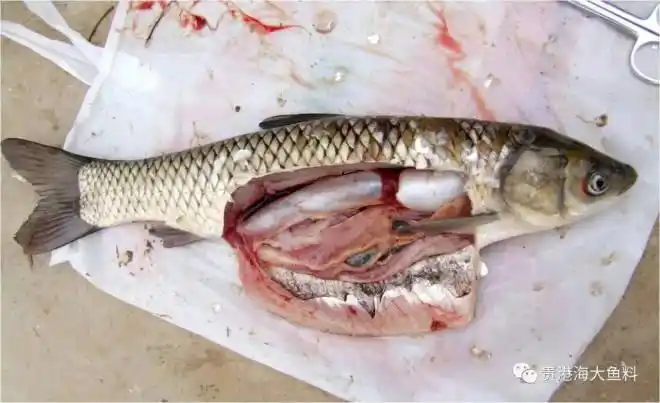 草鱼斑点叉尾鮰肝胆综合病预防治疗浅析