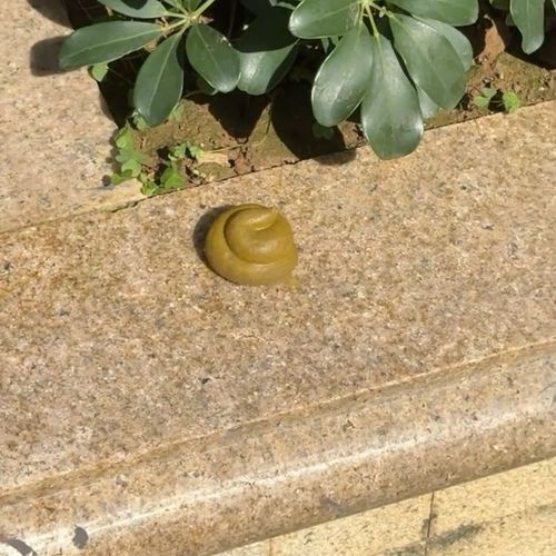 仿真大便 整蛊恶搞玩具屎粑粑恶心恐怖整人发泄水