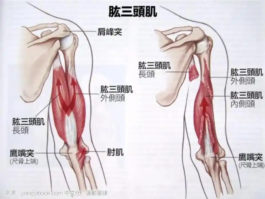 肱三头肌必练动作详细版