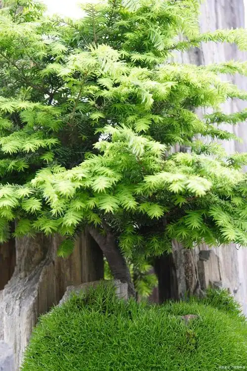 细叶榕的养殖方法和注意事项