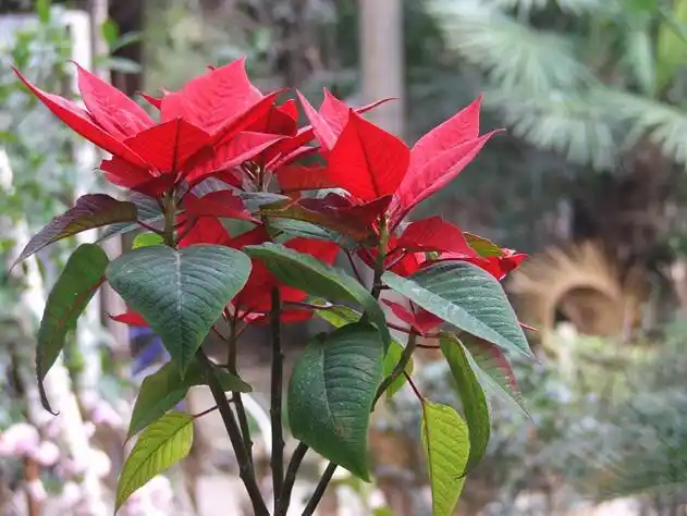 大戟科(金虎尾目大戟科植物))_石塘网