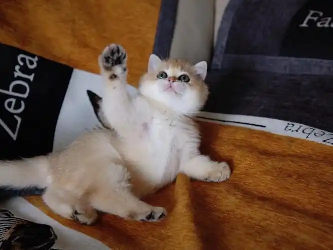 小金元宝可爱的金色渐层英短妹妹