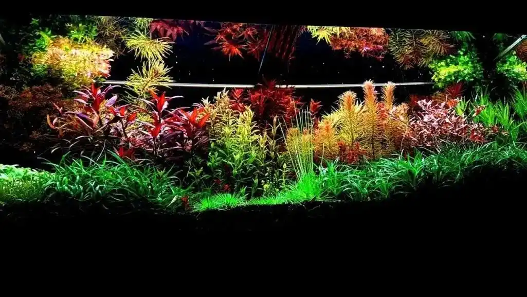 120cm美丽荷兰景草缸造景图片欣赏