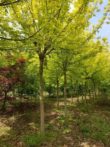 8-15公分金叶复叶槭