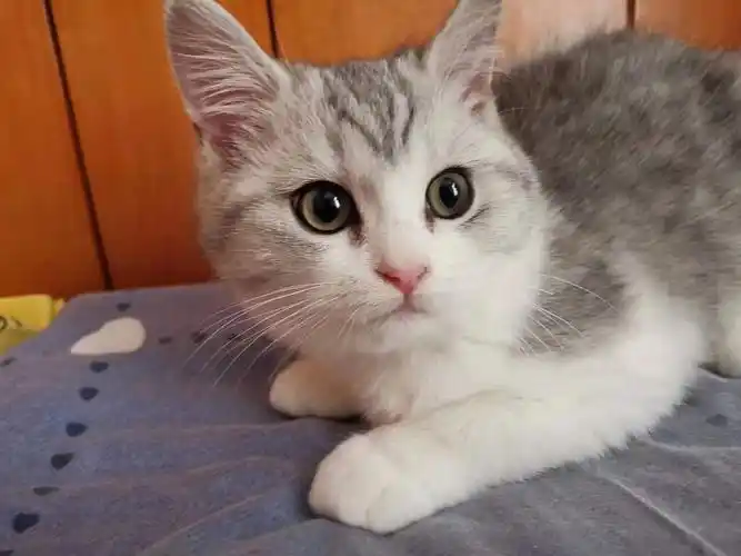 广州英短渐层起司猫爆毛长毛渐层找新家呀