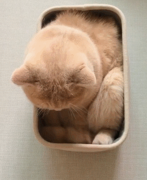 猫咪gif喵星人gif搞笑gif可爱gif淘气gif