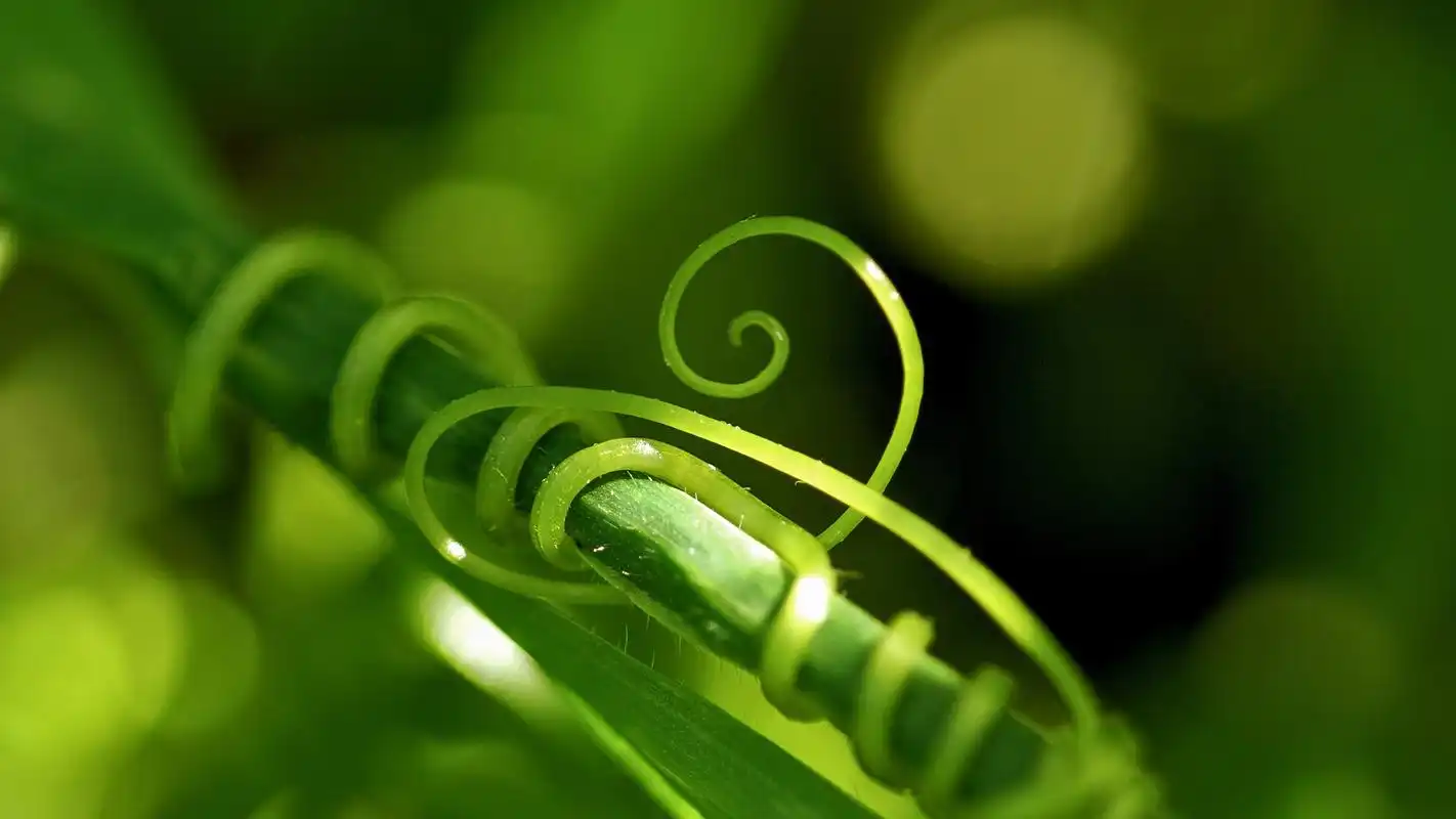 植物微距摄影图片高清宽屏桌面壁纸高清大图预览1920x1080_植物壁纸