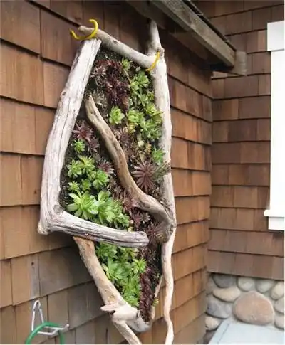 多肉种在枯木上,很美!