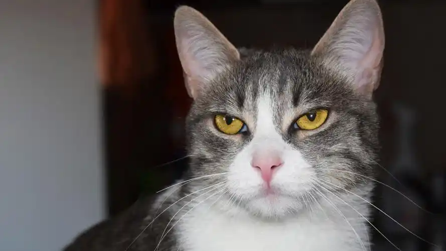 猫咪鄙视的表情壁纸