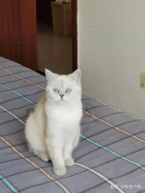 一岁的银点猫才35公斤是不是很瘦