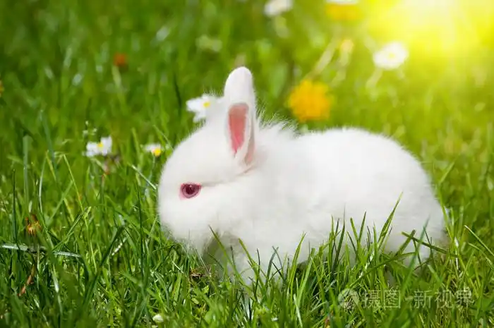 限制暂无图片作者zorandim新媒体授权标准授权扩展授权如何选择jpg大