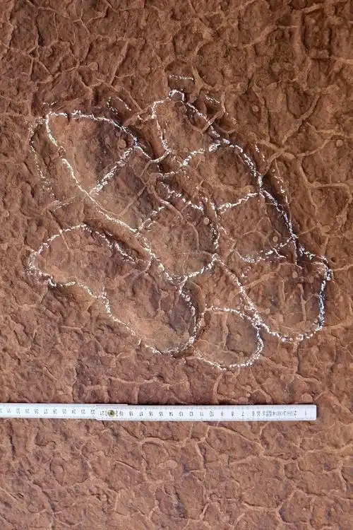 四川发现月半月半恐龙jio印