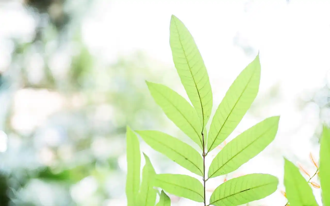 小清新绿色护眼植物高清图片壁纸