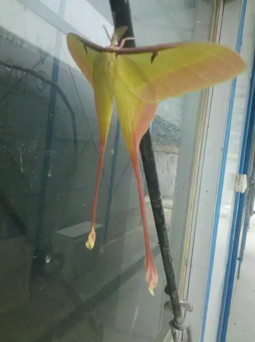 请问这只飞蛾叫什么名字,以及简介~谢谢