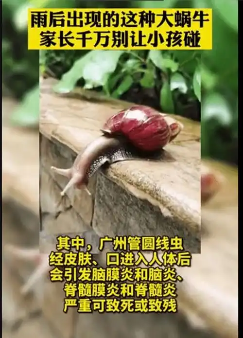 一次可产700粒卵,非洲大蜗牛能吃?摸它就可致命,它到底有多毒