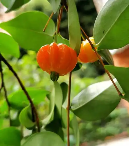 家门口的灯笼果