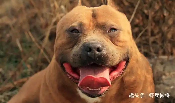 世界上最凶猛的狗,一口干翻鬼獒,咬住绝不松口|比特犬|獒|藏獒_新浪