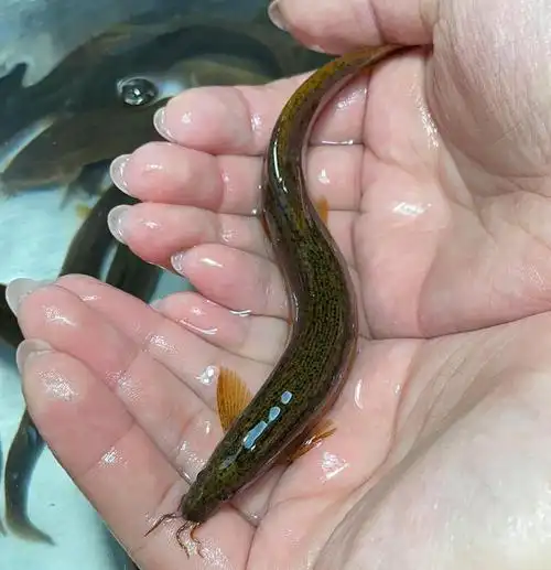 铭心顺丰发货当天发出野生泥鳅活体活发鲜活现杀新鲜土活鱼青鳅黄鳅