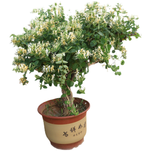 庭院爬藤植物绿植爬墙花卉攀爬四季红色金银花开树木室内阳台盆栽大苗