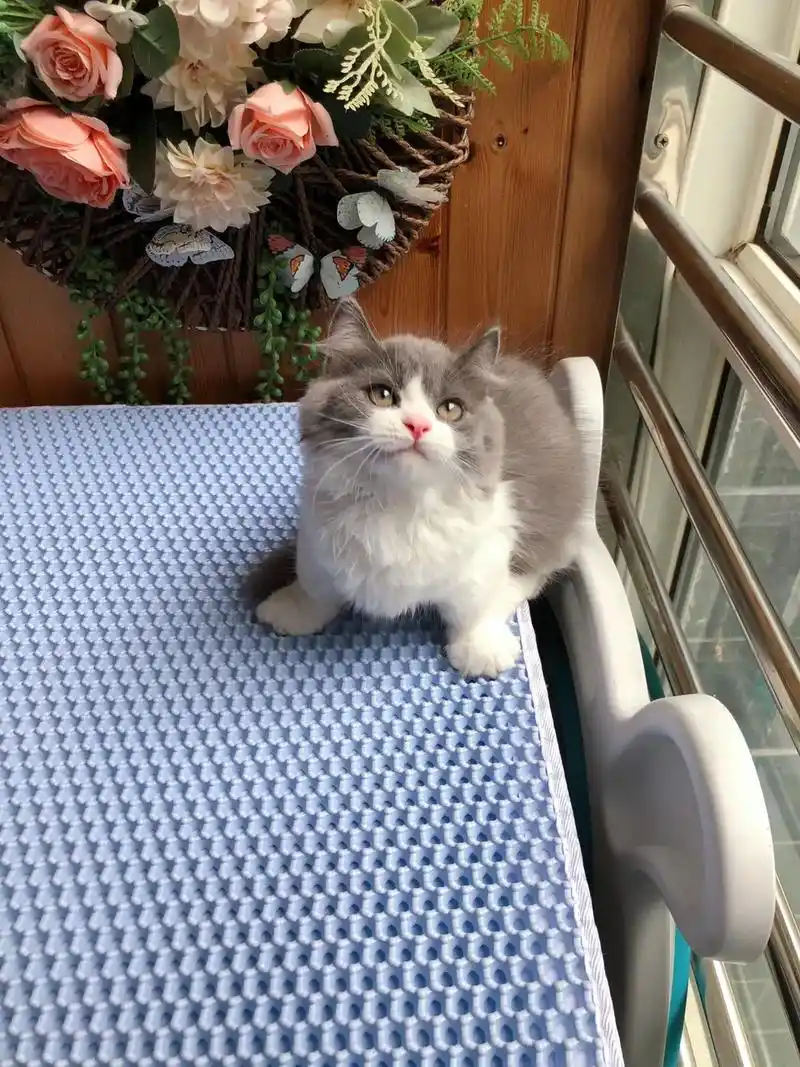 500预算买一只蓝白矮脚猫