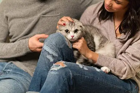 宠物人的亲密的夫妇与苏格兰折叠猫苏格兰折叠猫亲密接触图片