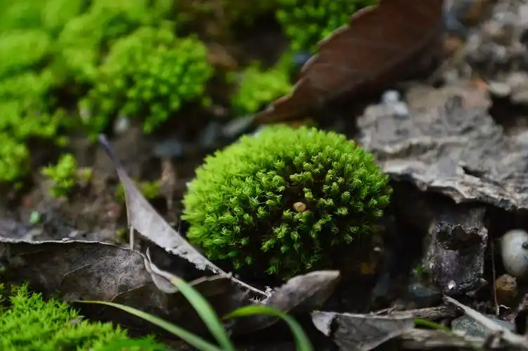 苔藓|摄影|静物|木易十三香 - 原创作品 - 站酷 (zcool)