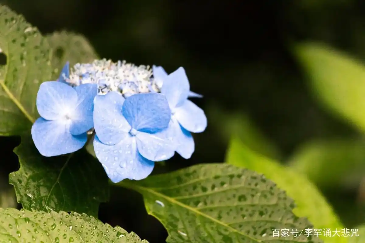 普贤行愿品是什么?它有哪些好处?你知道吗?