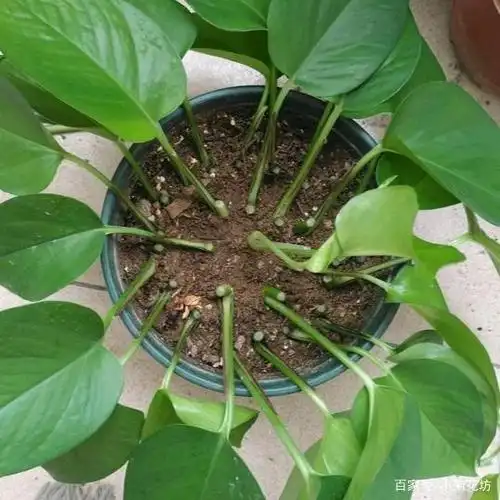 超简单的绿萝扦插法,好学易操作,轻松繁殖一盆又一盆,秒变大户