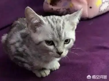 三个月的折耳猫正常体重(折耳猫体重年龄对照表)_阁子宠物网