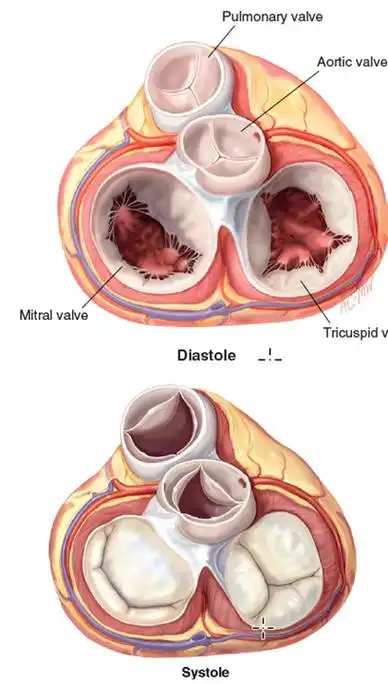 关于二尖瓣,你想了解的在这里