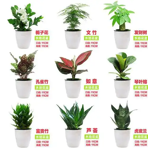 绿萝发财树富贵竹虎皮兰文竹芦荟如意办公室内花卉水培植物小盆栽