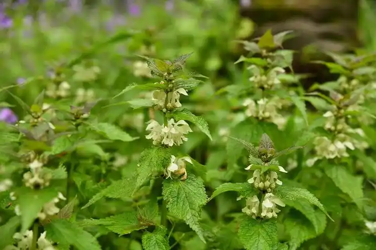 蔷薇园里唯一开花的植物—白鹃梅时间所剩不多了,为了不误