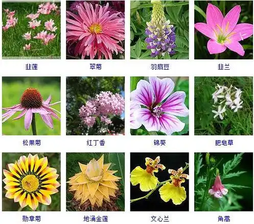 花的名称500种花卉等你来认识宝典来啦