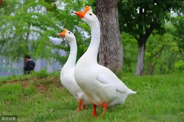鸭疫里默氏杆菌引起的传染性浆膜炎和大肠杆菌混感教你一招防治