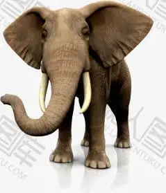 大象免抠ps摄影图-大象免抠摄影图片素材设计下载_懒人图库