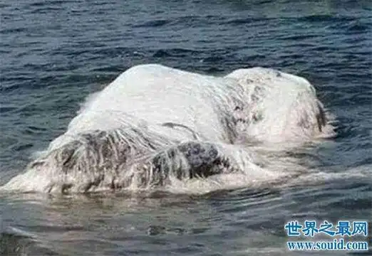 海怪头上长着一只人手 海怪头上长着一只人手吃人大象