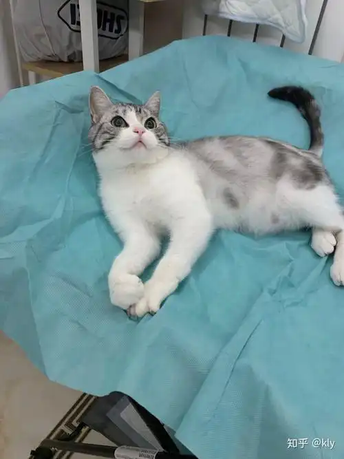 美短加白起司猫