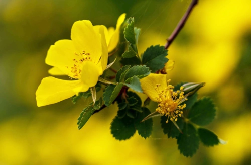 追花逐梦看新疆丨吉木萨尔:黄刺玫丛丛簇簇开满坡