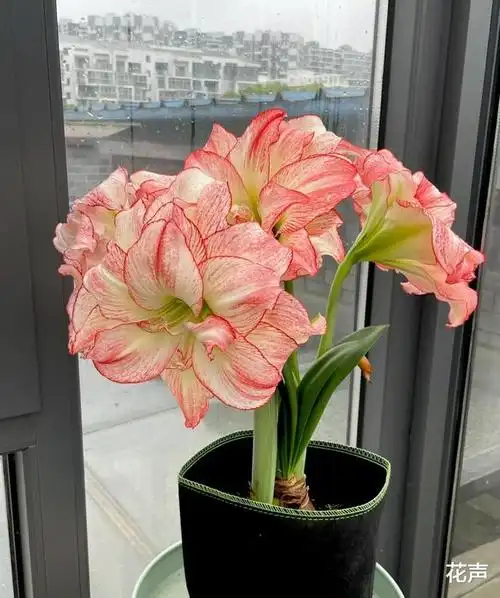 朱顶红爱神普货的价格贵货的颜值多季绽放你值得拥有