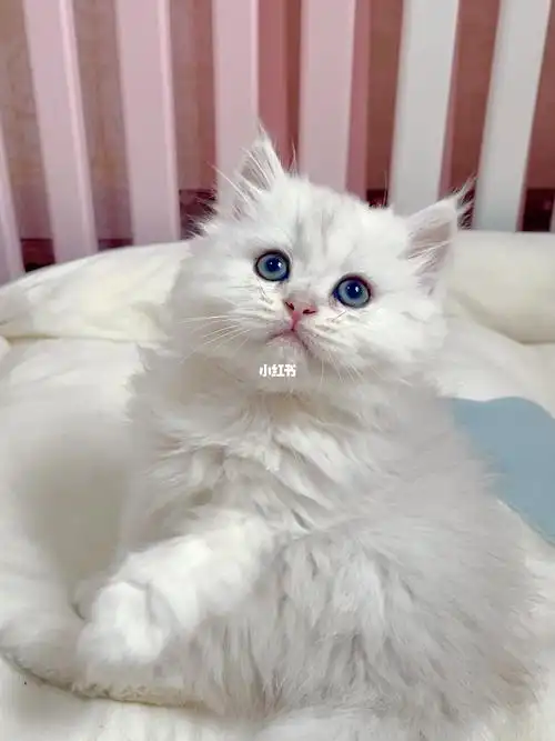 宁波长毛银渐层金吉拉弟弟找新家