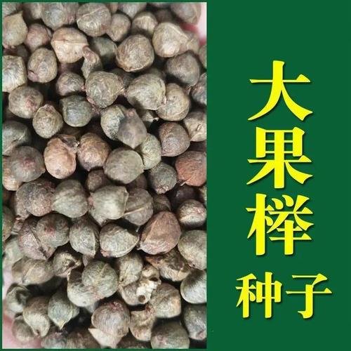 榉树种子红榉树大果榉种子小叶红榉种子大叶青榉种子大叶朴树包邮