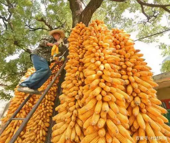 河南焦作村民金色收秋图,你怀念这些场景吗