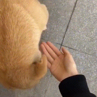 路边的流浪小黄狗,只对女孩狂摇尾巴,狗狗:你身上有主人的味道