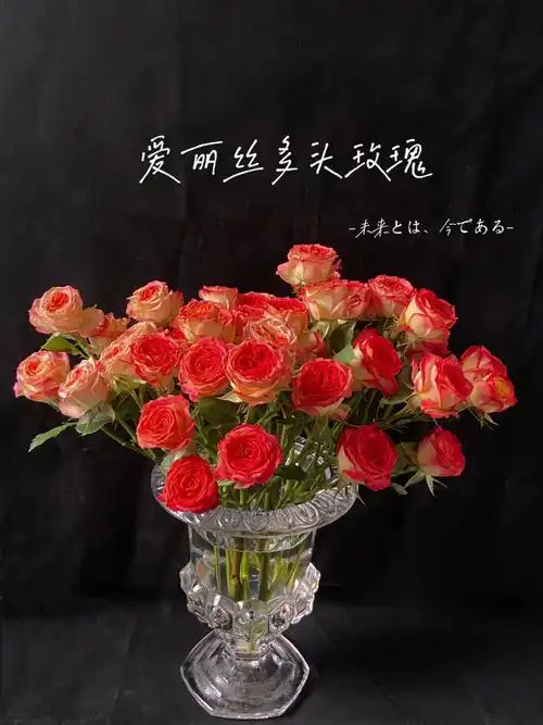 爱丽丝多头玫瑰也太美了吧艳丽又不俗气,花语是幸福,快乐,活泼,可爱